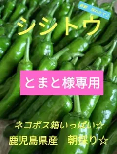 【とまと様専用】ししとう　辛くない　ネコポス箱いっぱい　朝採り☆お得