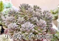 2026年最新】ぼのぼのさん苗の人気アイテム - メルカリ