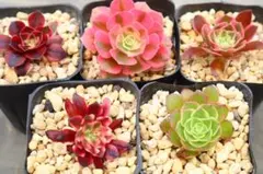 2026年最新】観葉植物 アエオニウムの人気アイテム - メルカリ