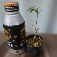 処分SALE！ ☆希少 ジューシースプラッシュ☆薔薇 挿し木苗 バラ