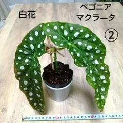 ★希少★ベゴニア マクラータ メルカリ便 発根完了 ベゴニアマクラータ(水差し発根済み) - メルカリ