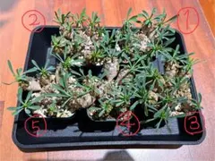 【専用】札落ち峨眉山