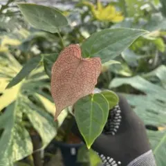 2026年最新】アンスリウムベッセアエの人気アイテム - メルカリ