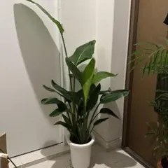 2025年最新】ストレリチア 7号鉢 オーガスタの人気アイテム - メルカリ