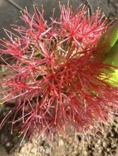 2025年最新】マユハケオモトの人気アイテム - メルカリ