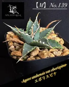 ユタエンシス　エボリスピナ　陽炎大株　現地球 アガベ ユタエンシス エボリスピナ陽炎（（USA株）発根済み