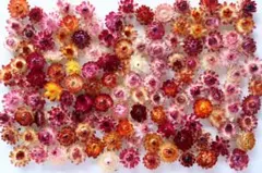 Item thumbnail for item 373ec2ed-8d88-4b7a-a9a2-15204fb8ff23