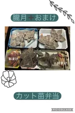 多肉植物　朧月　カット苗　詰め合わせ