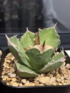 2026年最新】アカベ白犀牛の人気アイテム - メルカリ