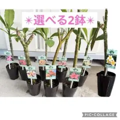 プルメリア 4号鉢 3苗セット ジャングルジャックス社製 鉢植え - メルカリ