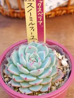 多肉植物 ブルーベリームーン 抜き苗 ミックスベリア 札無し - メルカリ