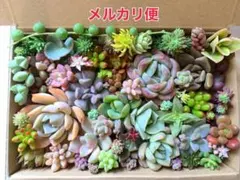 多肉植物 カット苗詰め合わせ 寄せ植えセット 《No.167》エケベリア多肉弁当