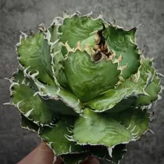 2025年最新】フィリグリー アガベの人気アイテム - メルカリ