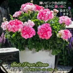 rachovii3様 リクエスト 2点 まとめ商品