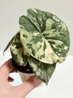 2026年最新】アロカシア メロの人気アイテム - メルカリ