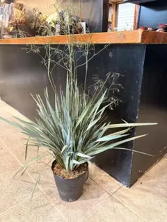 現物「ユッカ・ロストラータ」7号 Yucca rostrata - メルカリ