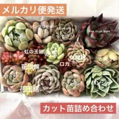 シオン（プロフ必読）様 リクエスト 4点 まとめ商品
