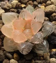 多肉植物 ハオルチア 翠雲錦 鮮明錦 紫肌 糊斑 - メルカリ
