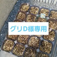 グリD様専用