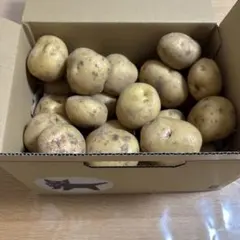 新鮮なジャガイモ キタアカリ3kg 大きさいろいろのサムネイル