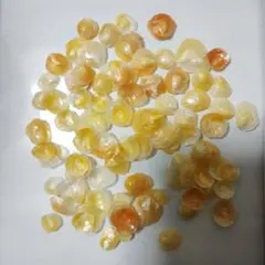 超ミニミニサイズ　ナミマガシワ貝　約100枚　No.267
