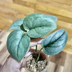 2025年最新】スキンダプサス シルバーの人気アイテム - メルカリ