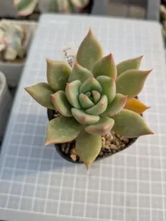 2025年最新】コロラータの人気アイテム - メルカリ