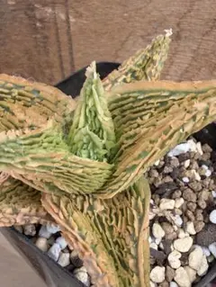 アロエ ハイブリッド Aloe hybrid 第四種 JLー28 - メルカリ