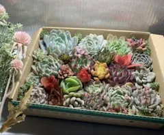 多肉植物 超大型カット　美人揃いの綺麗目パック 苗追加　2月4日まで