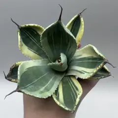 2025年最新】アガベ パリー トランカータの人気アイテム - メルカリ