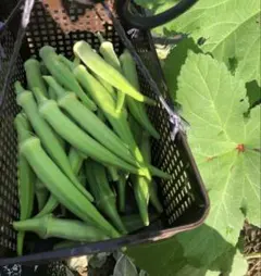新鮮野菜　丸おくら　丸オクラ　ネコポス便のサムネイル