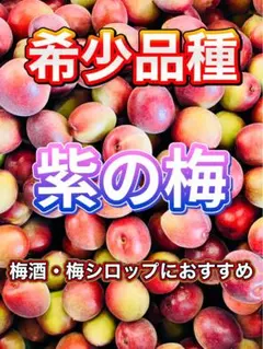 和歌山県産 希少品種♥️紫の梅‼️中玉サイズ 2kg みかんキング 家庭