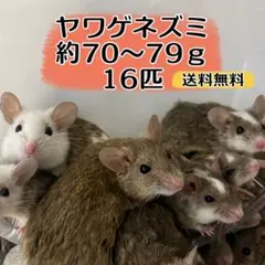 2026年最新】ヤワゲネズミの人気アイテム - メルカリ