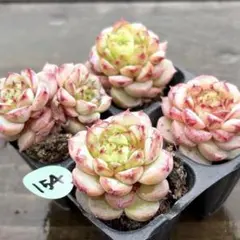 2026年最新】多肉植物カット苗 多肉弁当の人気アイテム - メルカリ