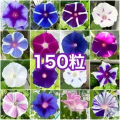 メル81618様 リクエスト 2点 まとめ商品