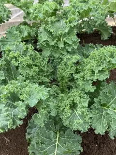 ケール　カリーノケール　1kg 栽培期間中農薬不使用のサムネイル