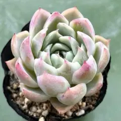 ら*る様 【極上苗】ケーレス リンゼアナ 多肉植物 エケベリア 自家繁殖