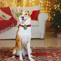 Item thumbnail for item 1e0956c8-047a-4014-a548-7819801e9705