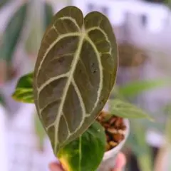 2026年最新】anthurium carlablackiaeの人気アイテム - メルカリ