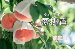 30-2山梨県産の桃『夢桃香』家庭用2kg箱のサムネイル
