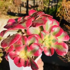 新入荷 ホワイトウェディングドレス アエオニウム 多肉植物 - メルカリ