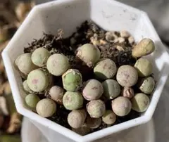 コノフィツム　大型pageae ポットごと（群生株) コノフィツム 大型pageae ポットごと（群生株)