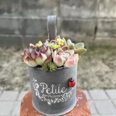 ♡そのまま飾れる♡ブリキポット♬可愛い多肉植物寄せ植え╰(*´︶`*)╯♡