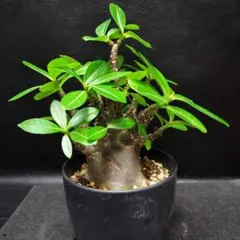 2025年最新】ソコトラナムの人気アイテム - メルカリ