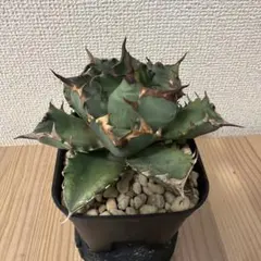 アガベ イラン株 ドラゴンクロー 子株 - メルカリ