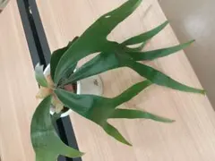 ビカクシダ コウモリラン 観葉植物 鉢植え