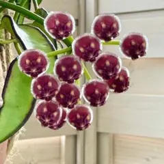 さとぶぅ様 リクエスト 2点 まとめ商品