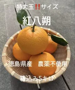 えこちゃん様専用ページ