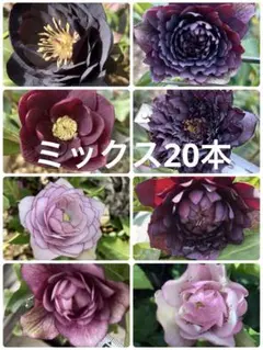 ゆうもも様 リクエスト 3点 まとめ商品