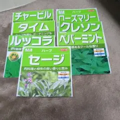 ハーブの種　7種類　家庭菜園　ローズマリーのサムネイル